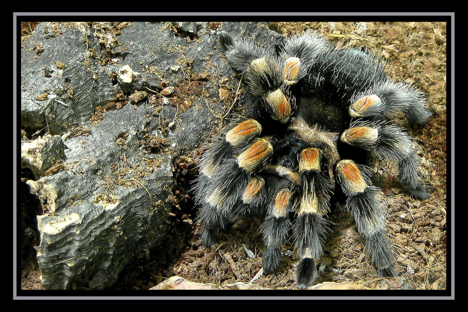 Mexikanische Rotkniespinne (Brachypelma Smithi)