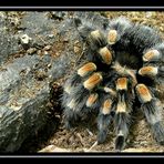 Mexikanische Rotkniespinne (Brachypelma Smithi)