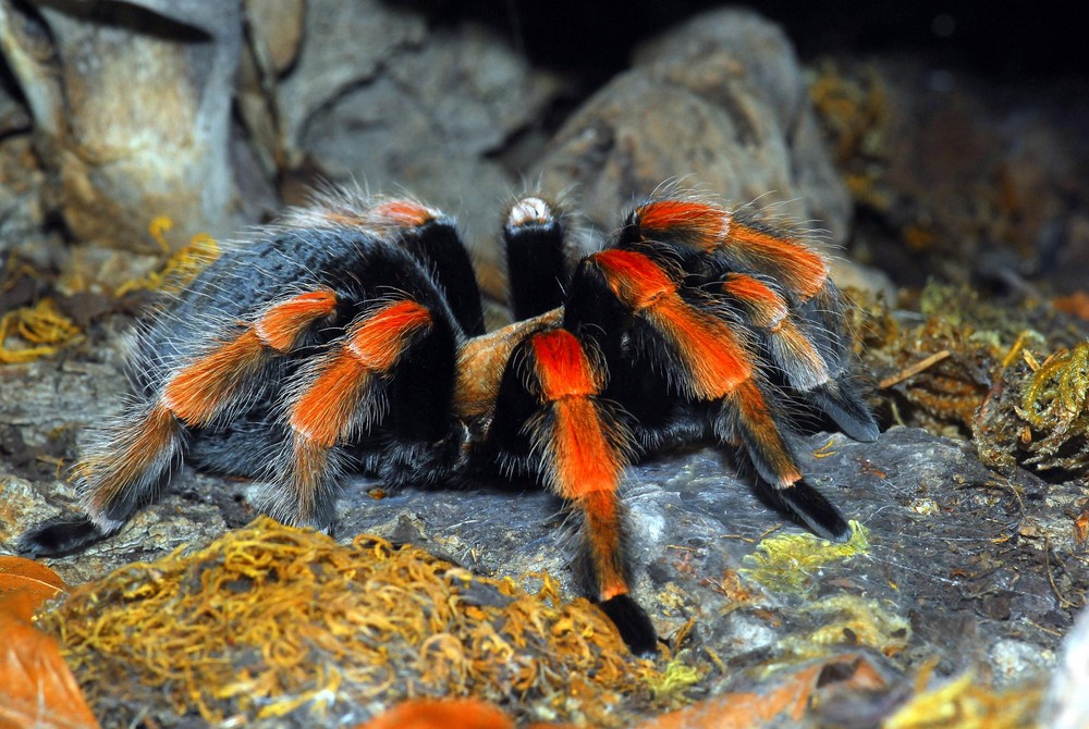 Mexikanische Rotknievogelspinne (Brachypelma smithi )