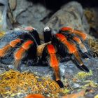 Mexikanische Rotknievogelspinne (Brachypelma smithi )