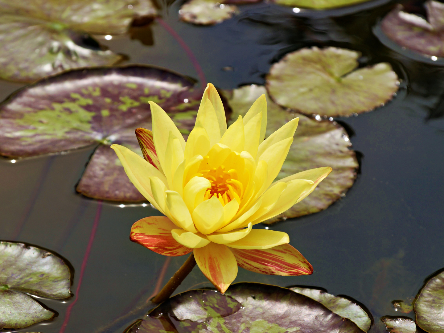 Mexikanische Seerose