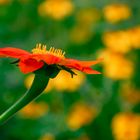 Mexikanische Sonnenblume