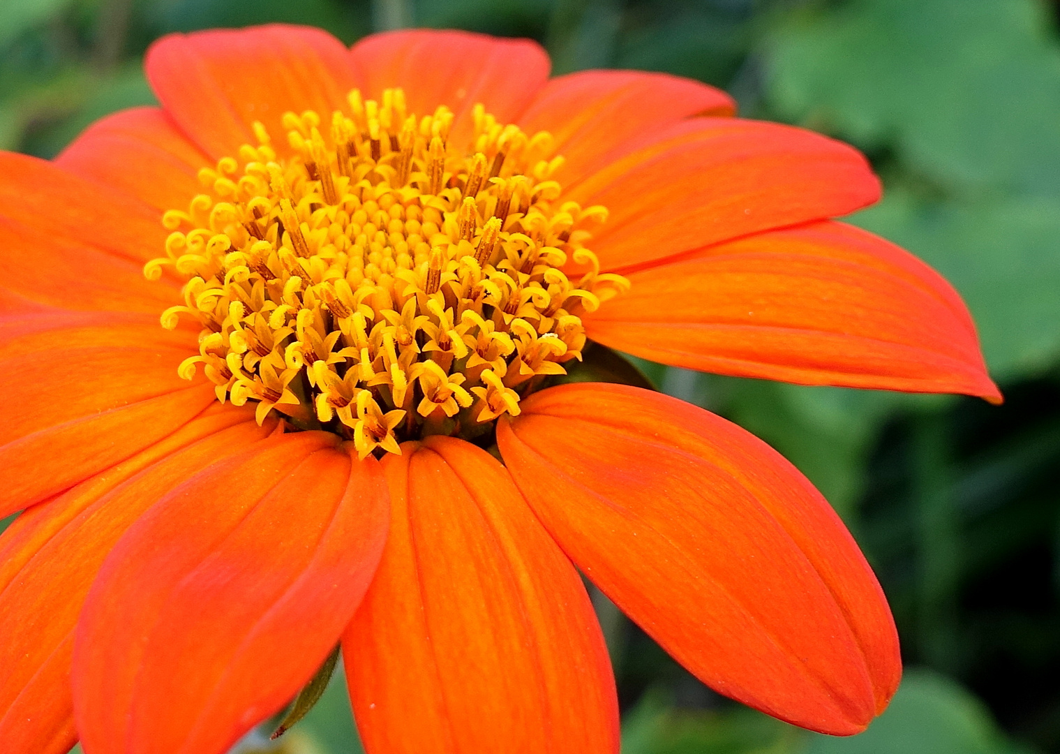 Mexikanische Sonnenblume