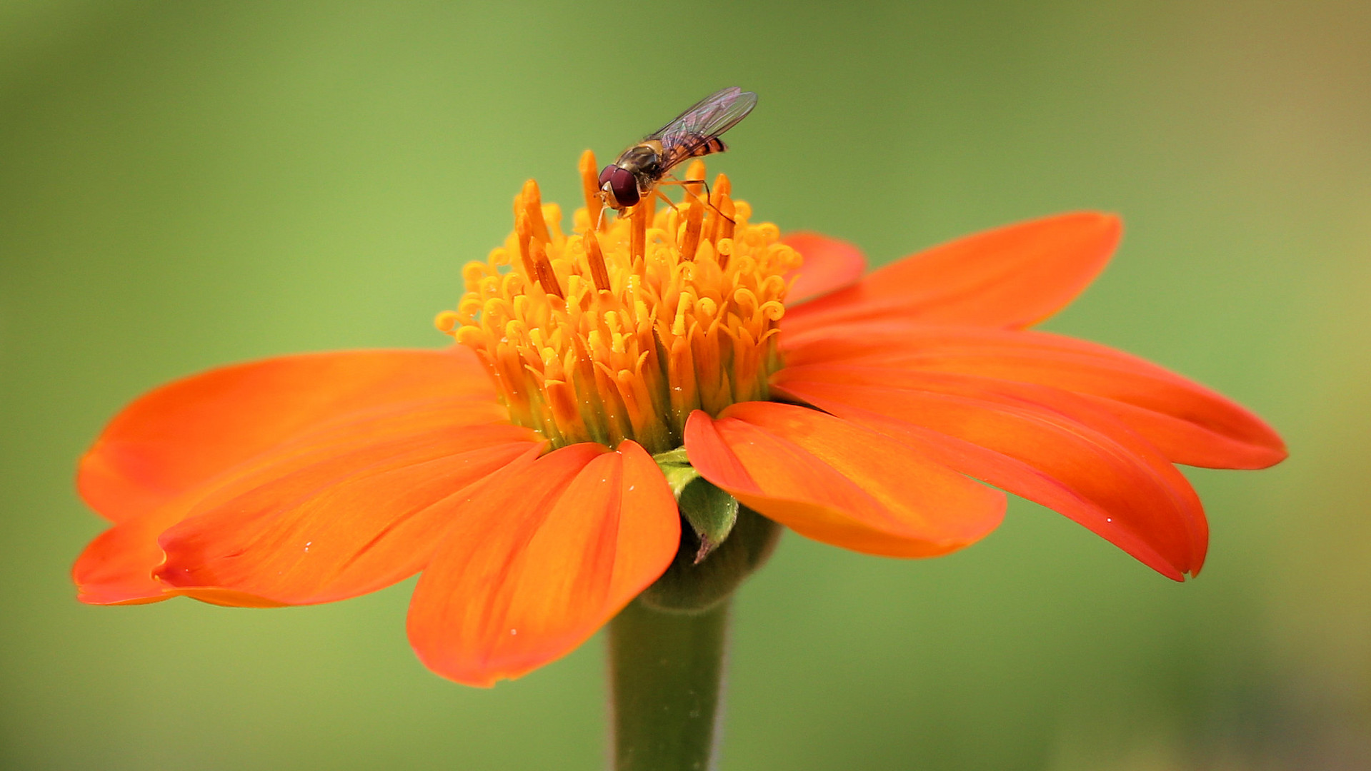 Mexikanische Sonnenblume