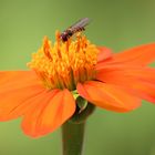 Mexikanische Sonnenblume