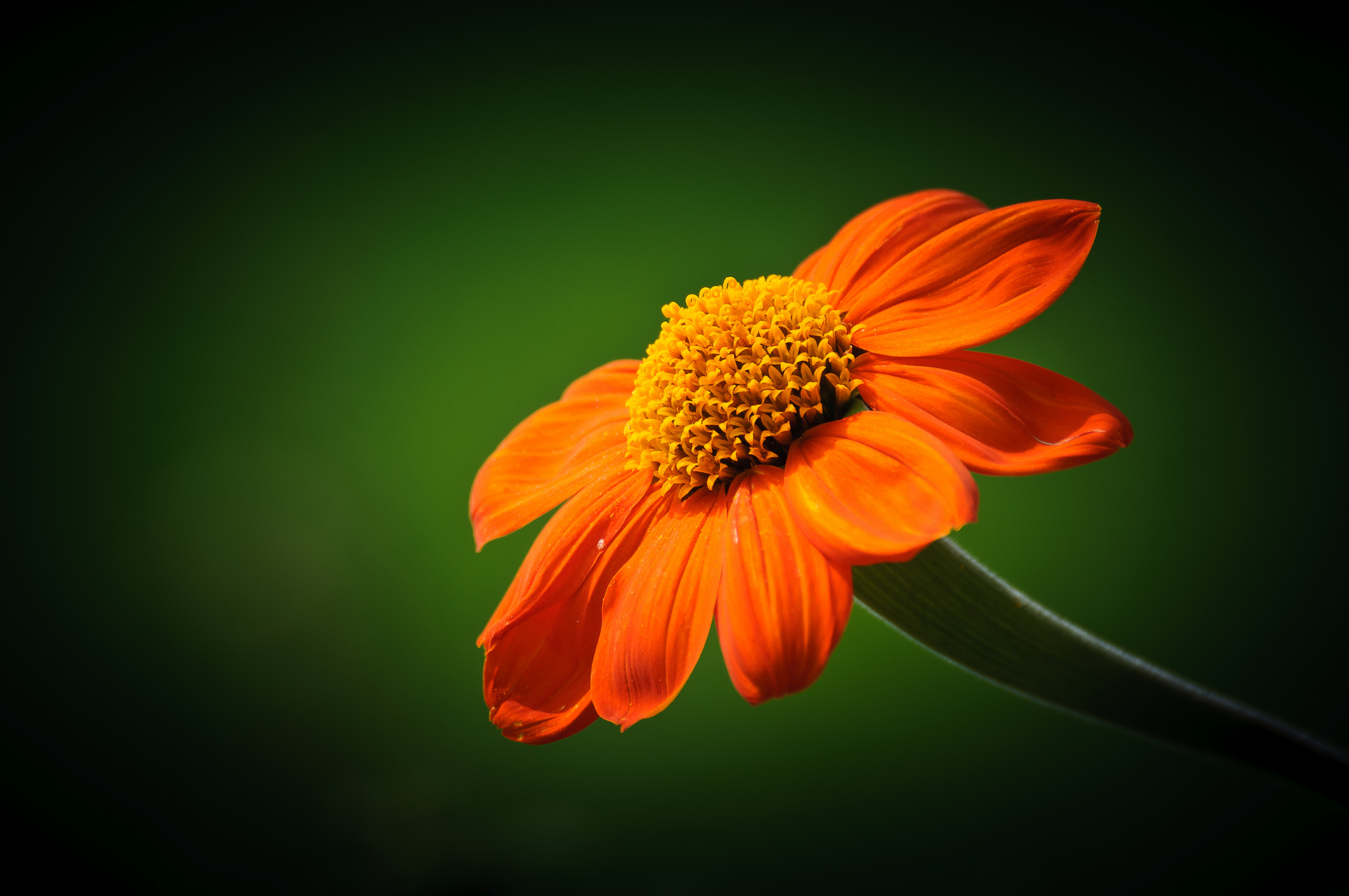 Mexikanische Sonnenblume Foto & Bild pflanzen, pilze & flechten