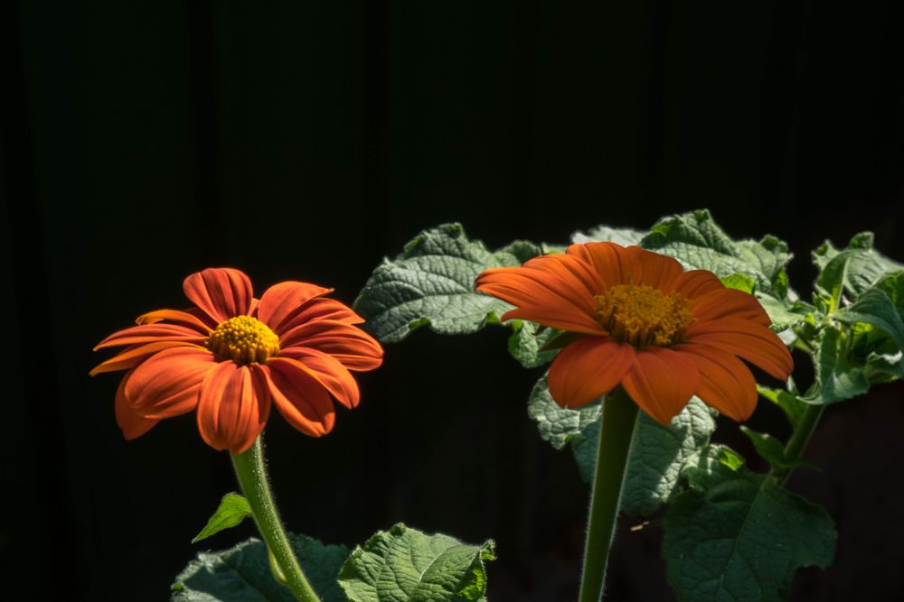 Mexikanische Sonnenblume im Licht und Schatten Foto & Bild pflanzen