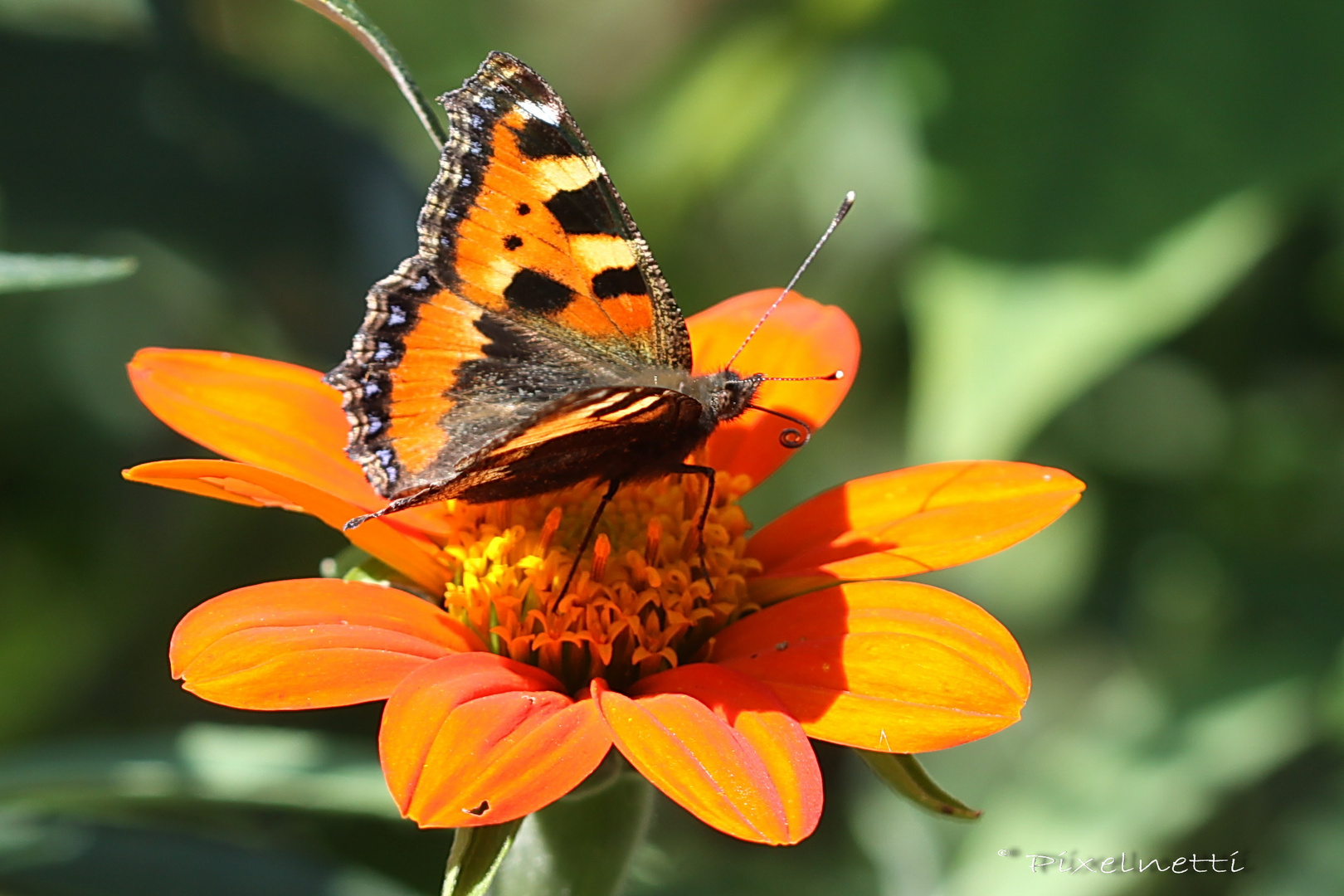 Mexikanische Sonnenblume mit Besuch