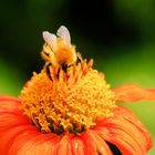 Mexikanische Sonnenblume mit einer Hummel