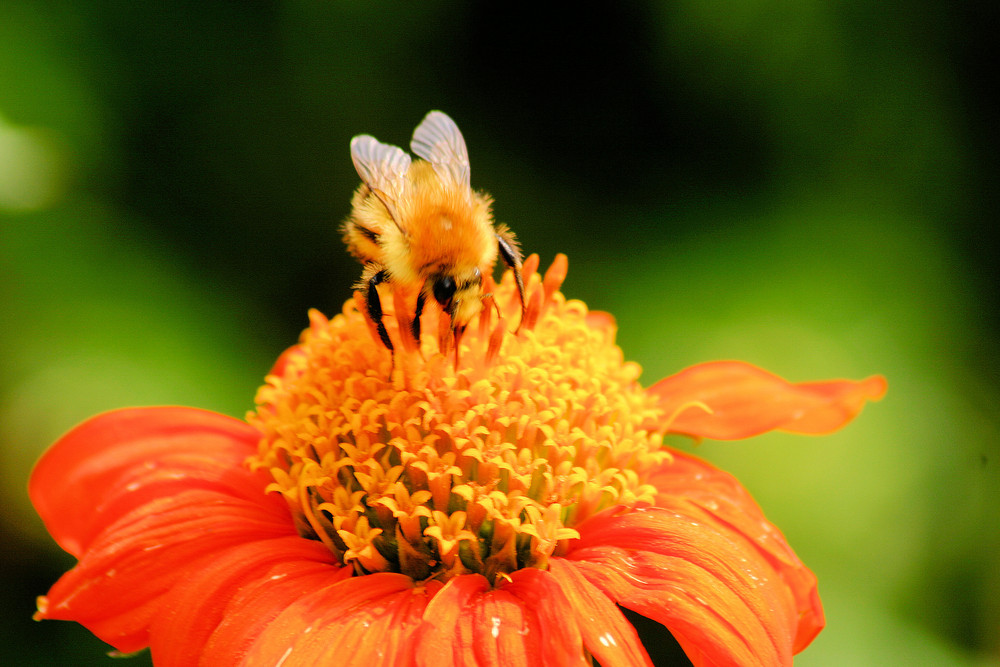 Mexikanische Sonnenblume mit einer Hummel Foto & Bild pflanzen, pilze