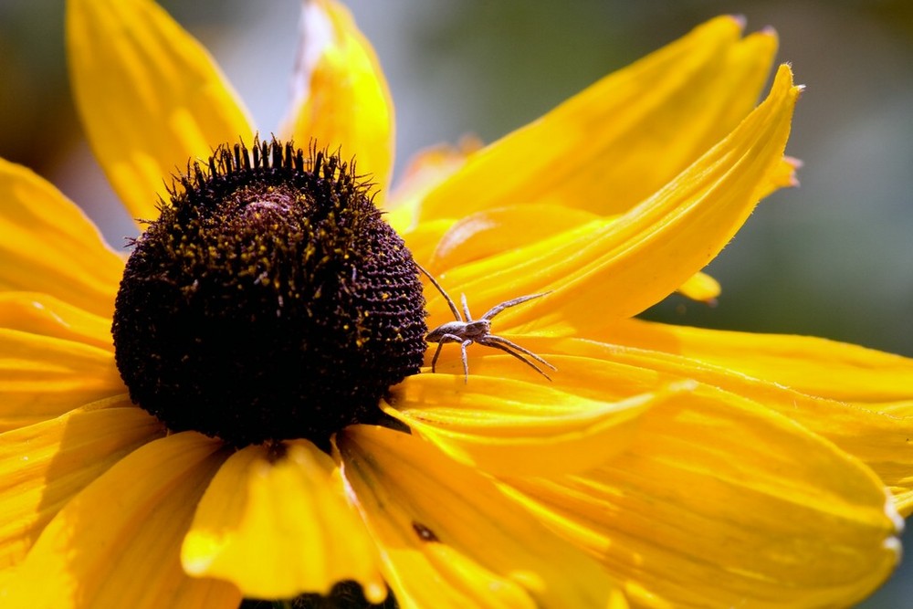 Mexikanische Sonnenblume mit unbekanntem Spinnentier