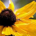 Mexikanische Sonnenblume mit unbekanntem Spinnentier