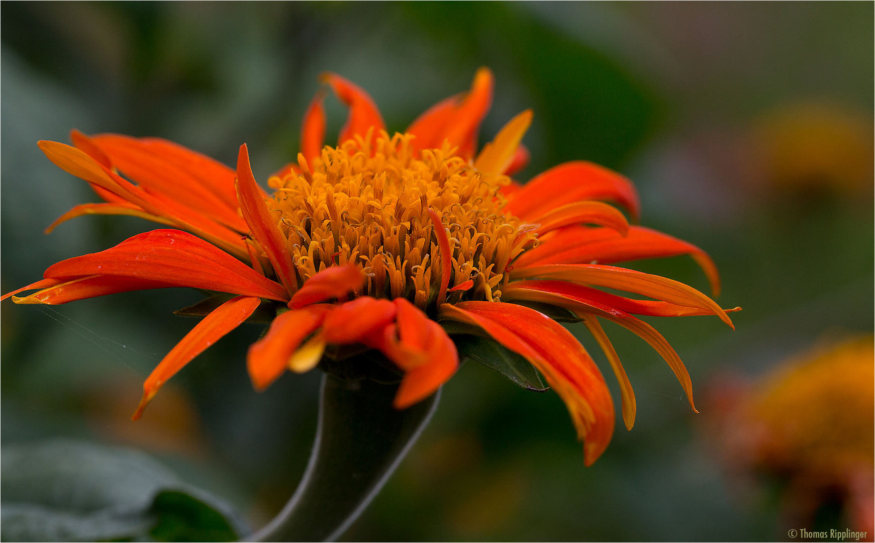 Mexikanische Sonnenblume (Tithonia diversifolia).