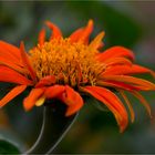 Mexikanische Sonnenblume (Tithonia diversifolia).