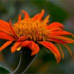 Mexikanische Sonnenblume (Tithonia diversifolia).