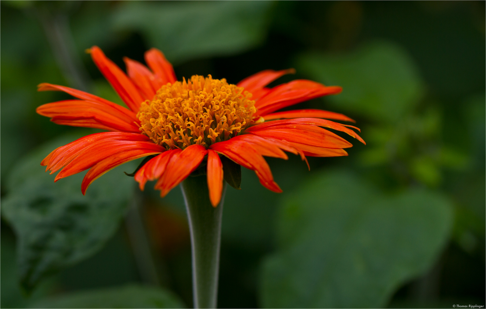 Mexikanische Sonnenblume (Tithonia diversifolia) Foto & Bild pflanzen