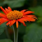 Mexikanische Sonnenblume (Tithonia diversifolia)