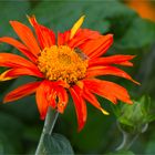 Mexikanische Sonnenblume (Tithonia diversifolia).