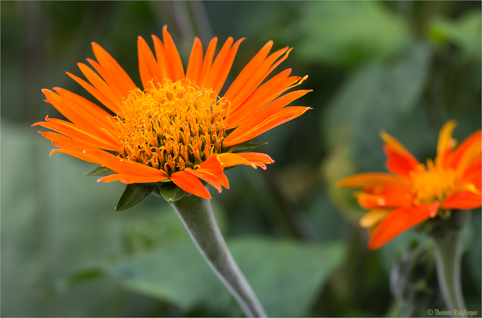 Mexikanische Sonnenblume (Tithonia diversifolia)