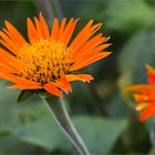 Mexikanische Sonnenblume (Tithonia diversifolia)