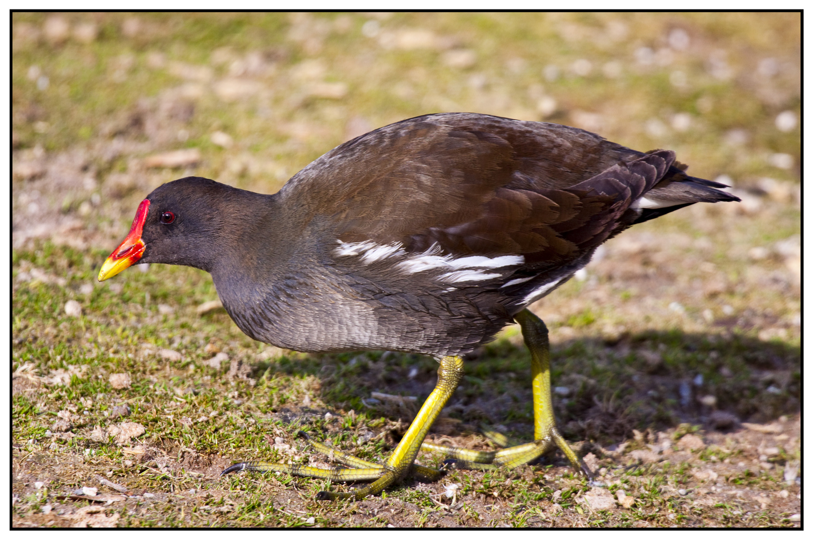 mexikanischer Jacana (Gattung: Blattfusshühnchen)