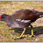 mexikanischer Jacana (Gattung: Blattfusshühnchen)