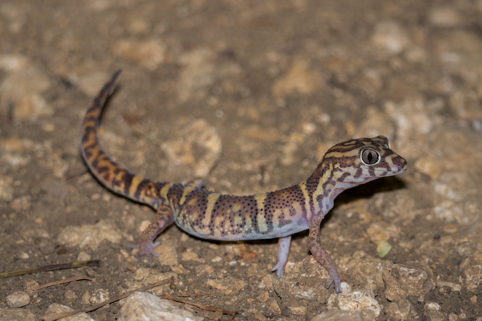 Mexikanischer Krallengecko