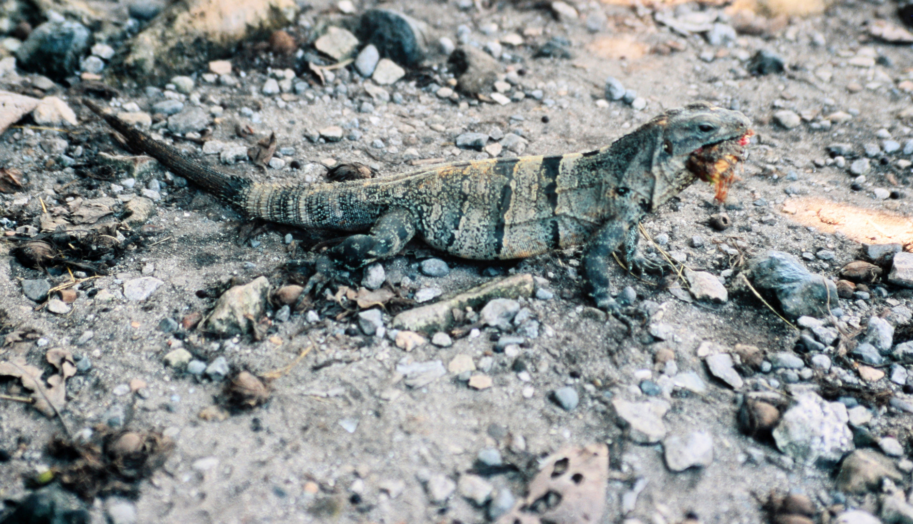 Mexikanischer Leguan