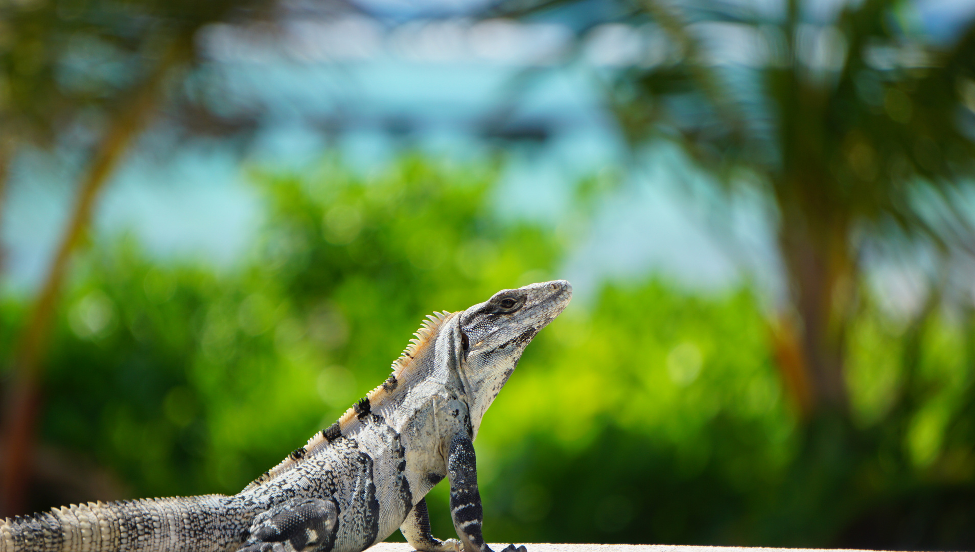 Mexikanischer Leguan