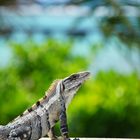 Mexikanischer Leguan