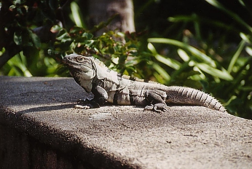 Mexikanischer Leguan