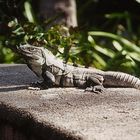 Mexikanischer Leguan