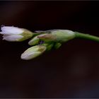 Mexikanischer Oregano (Poliomintha longiflora)