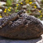 Mexikanischer Stachelleguan (Sceloporus poinsettii)...