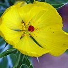 Mexikanischer Stachelmohn