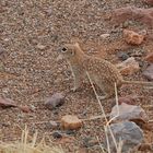 Mexikanisches Fleckenziesel - Spotted Ground Squirrel (Spermophilus spilosoma)