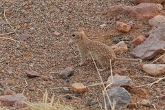 Mexikanisches Fleckenziesel - Spotted Ground Squirrel (Spermophilus spilosoma)