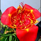 MexikanischeTigerblume oder Tigerlilie