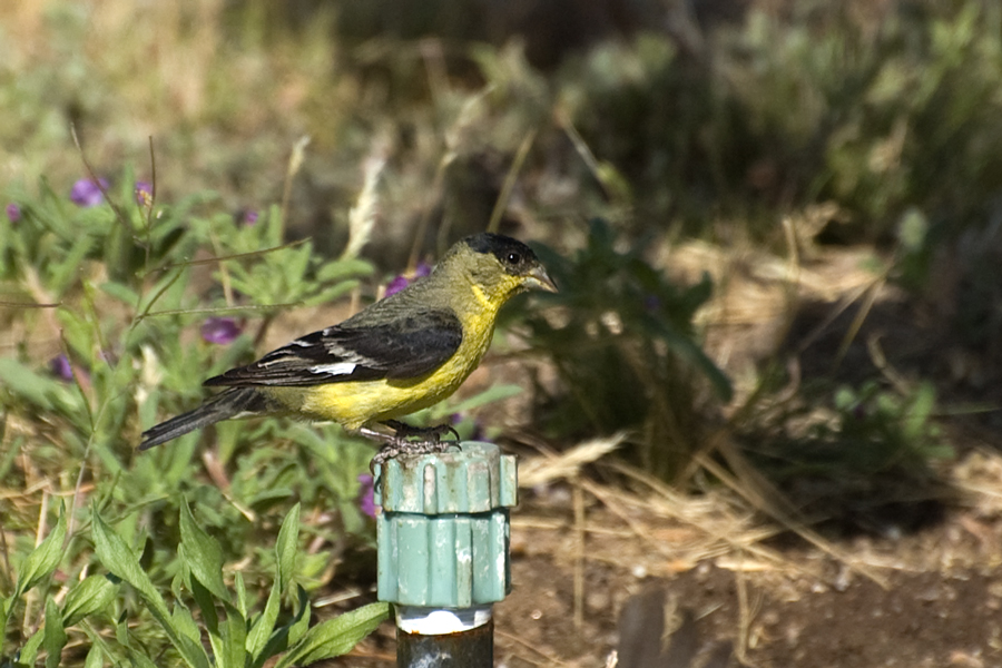 Mexikozeisig - Lesser Goldfinch (Spinus psaltria, Synonym: Carduelis psaltria)