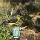 Mexikozeisig - Lesser Goldfinch (Spinus psaltria, Synonym: Carduelis psaltria)