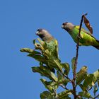 Meyer's parrot