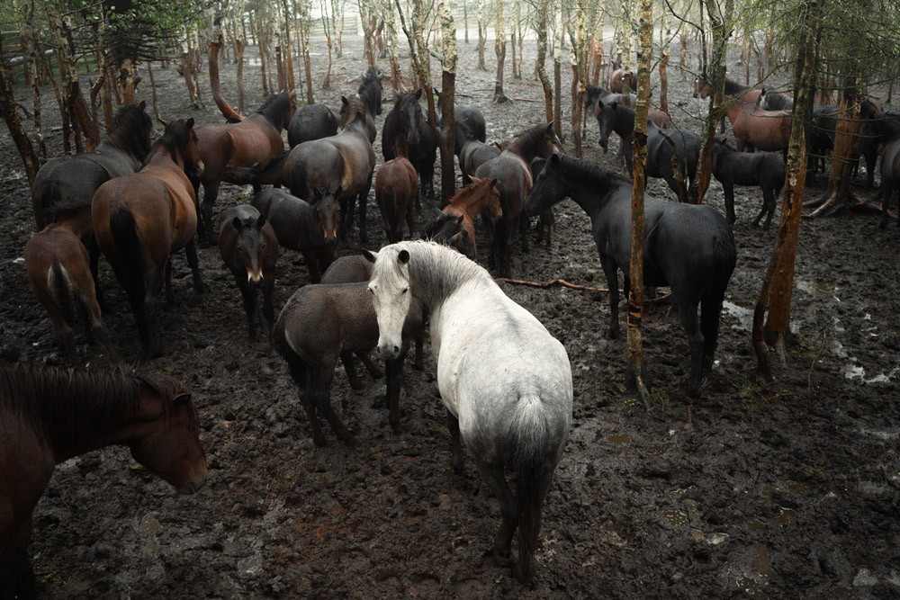 Mezen horses