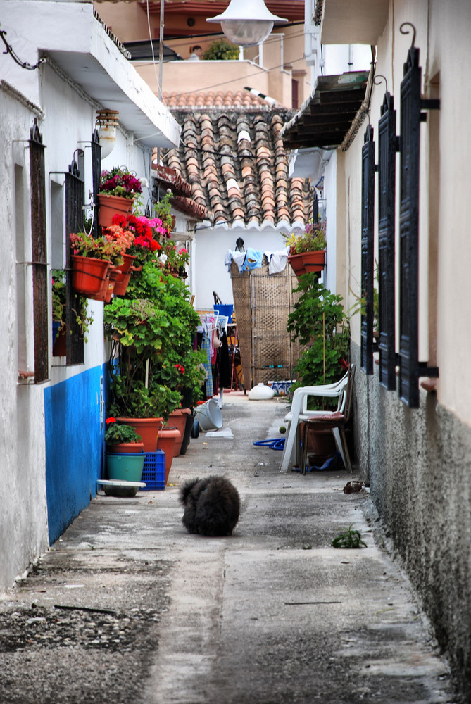 Mezquitilla malaga