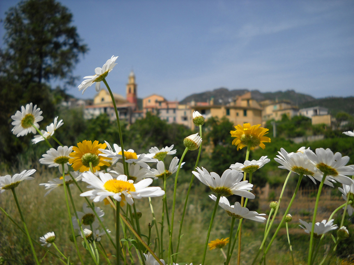 MEZZEMA TRA LE MARGHERITE