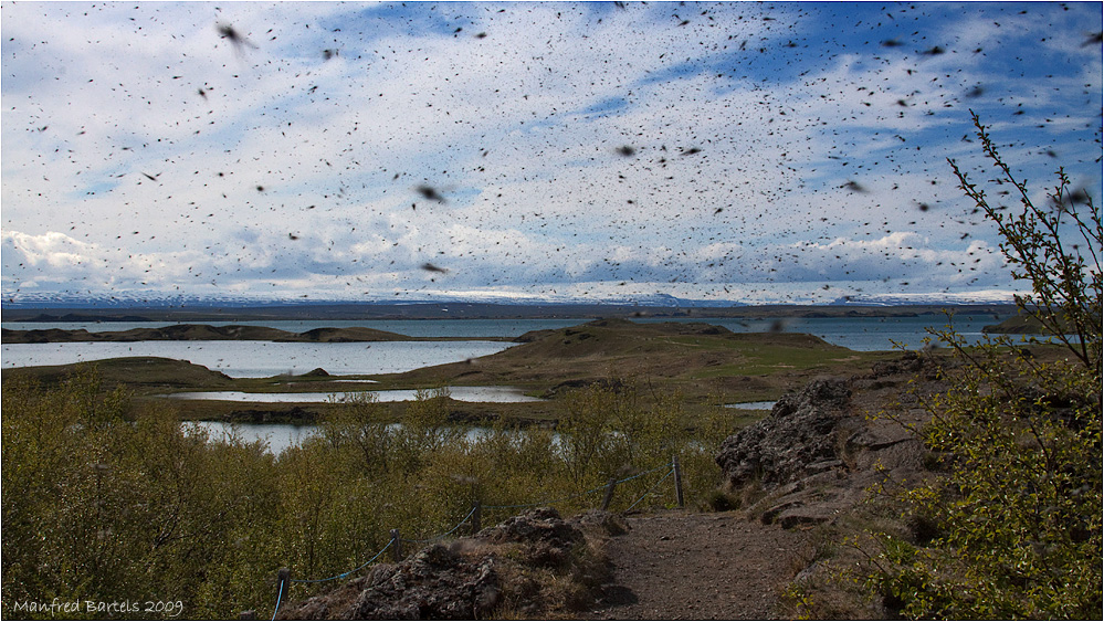 Mýflygur - das Geheimnis des Myvatn....