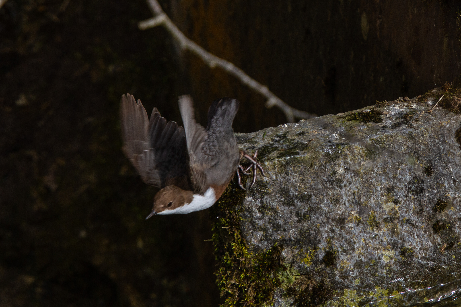 _MG_0315  Wasseramsel beim Abflug