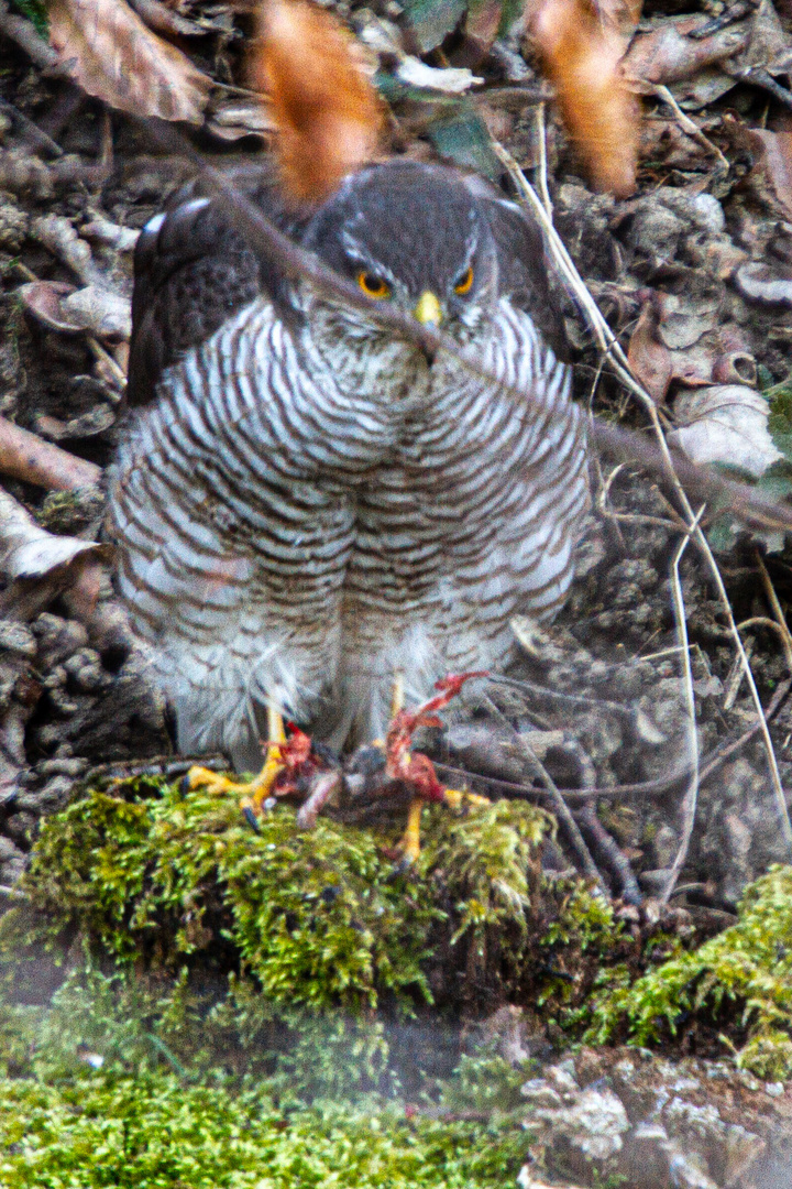 _MG_0991 Sperber beim Frühstück