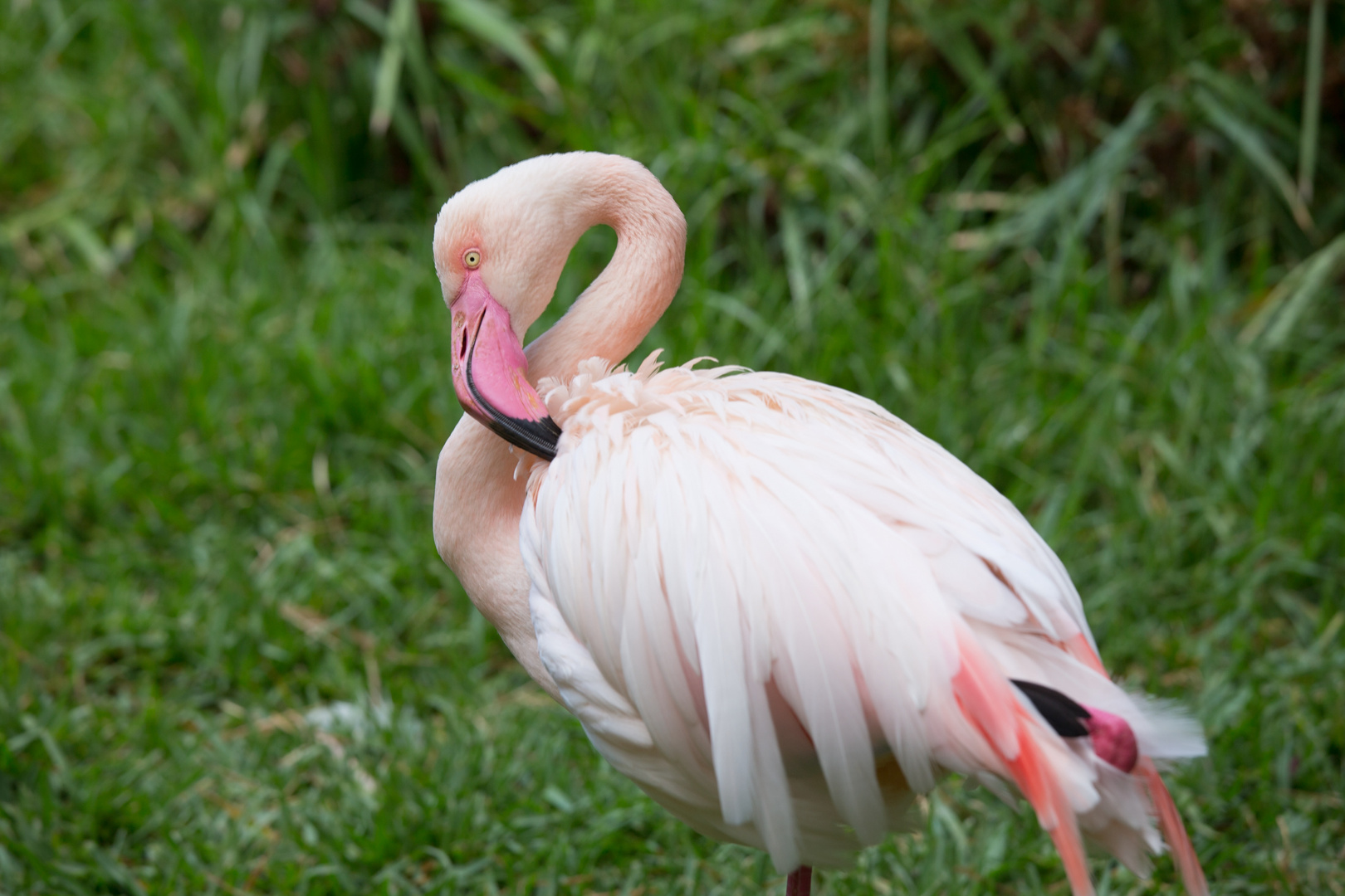 _MG_1762 Flamingo