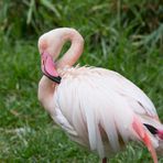 _MG_1762 Flamingo