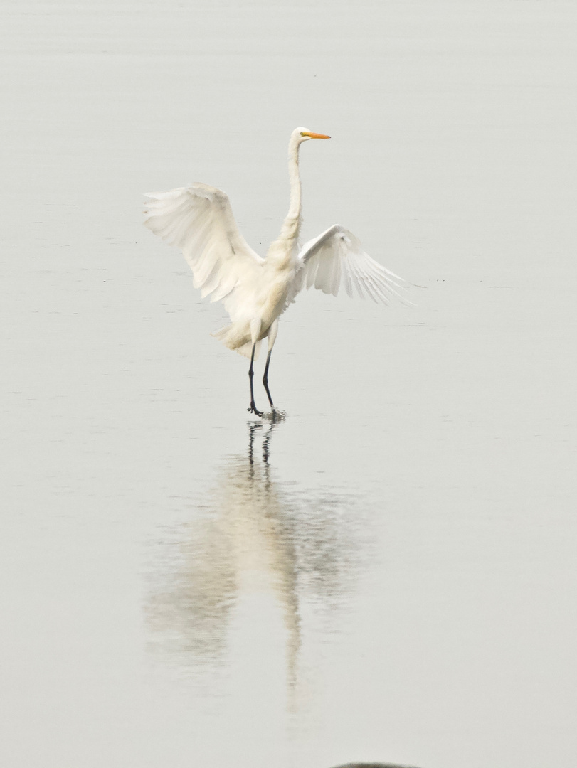 _MG_2878Grande Aigrette.